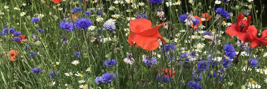 Jaap van Tiel 🌹 banner