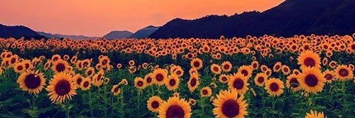 Keni_JustLive's profile banner image