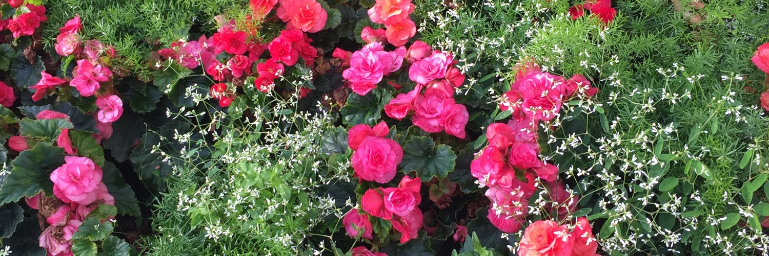 Paula Moeller, Ed.D. banner