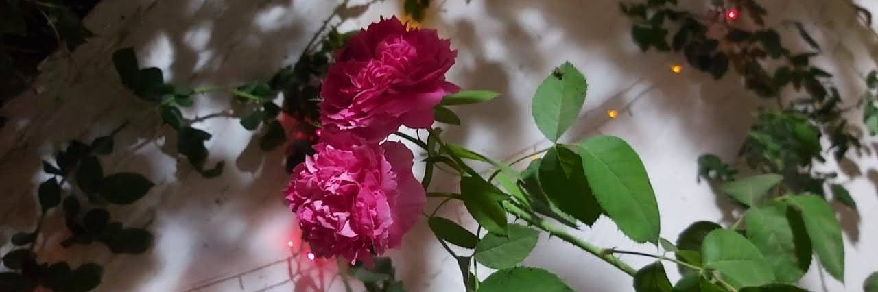 rolaElnagar's profile banner image