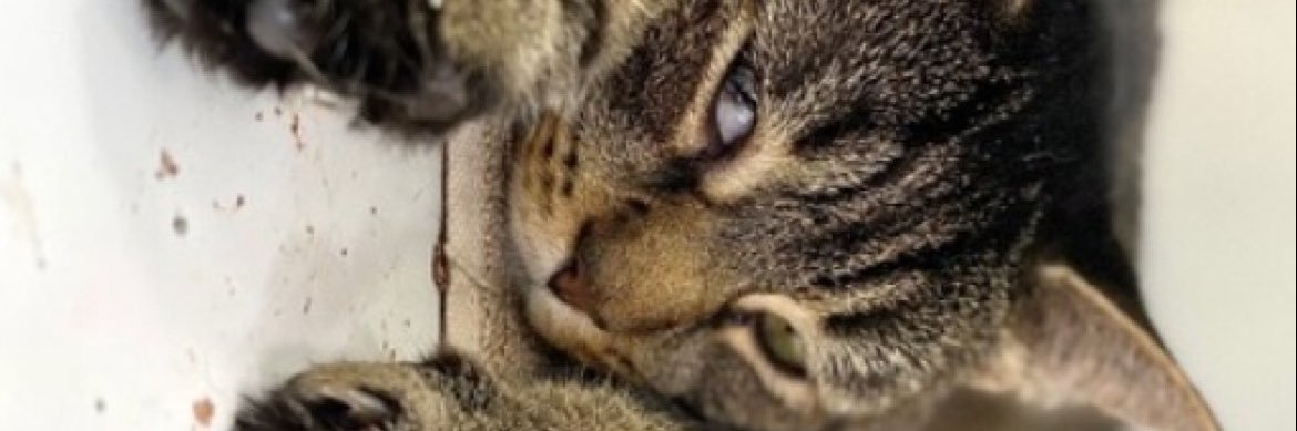 SavingAnimals's banner