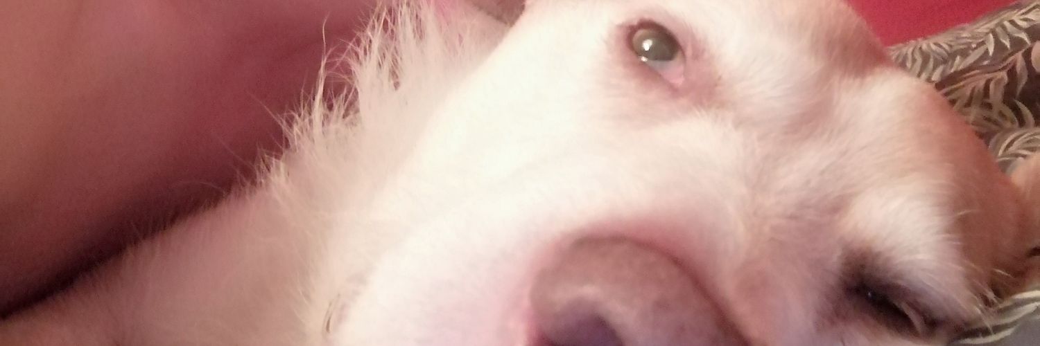 DandyDoubleD's profile banner image