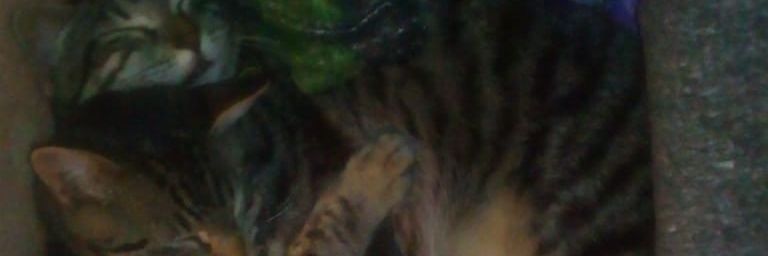 ottalvaro's profile banner image
