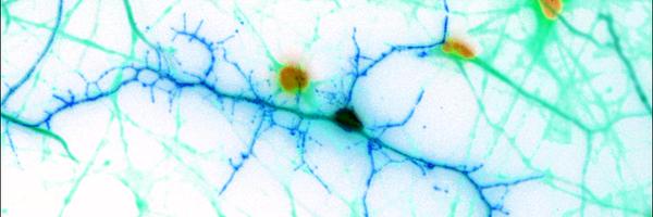Neurocool Profile Banner