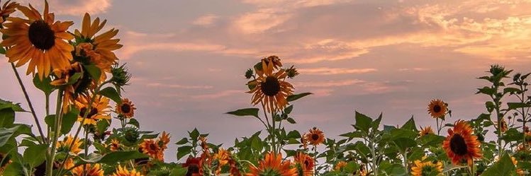 lauradR96's profile banner image