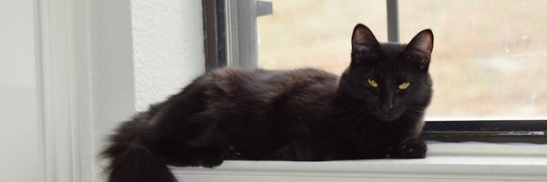 VampireFrost Profile Banner