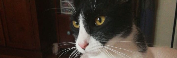 Cardoce's profile banner image