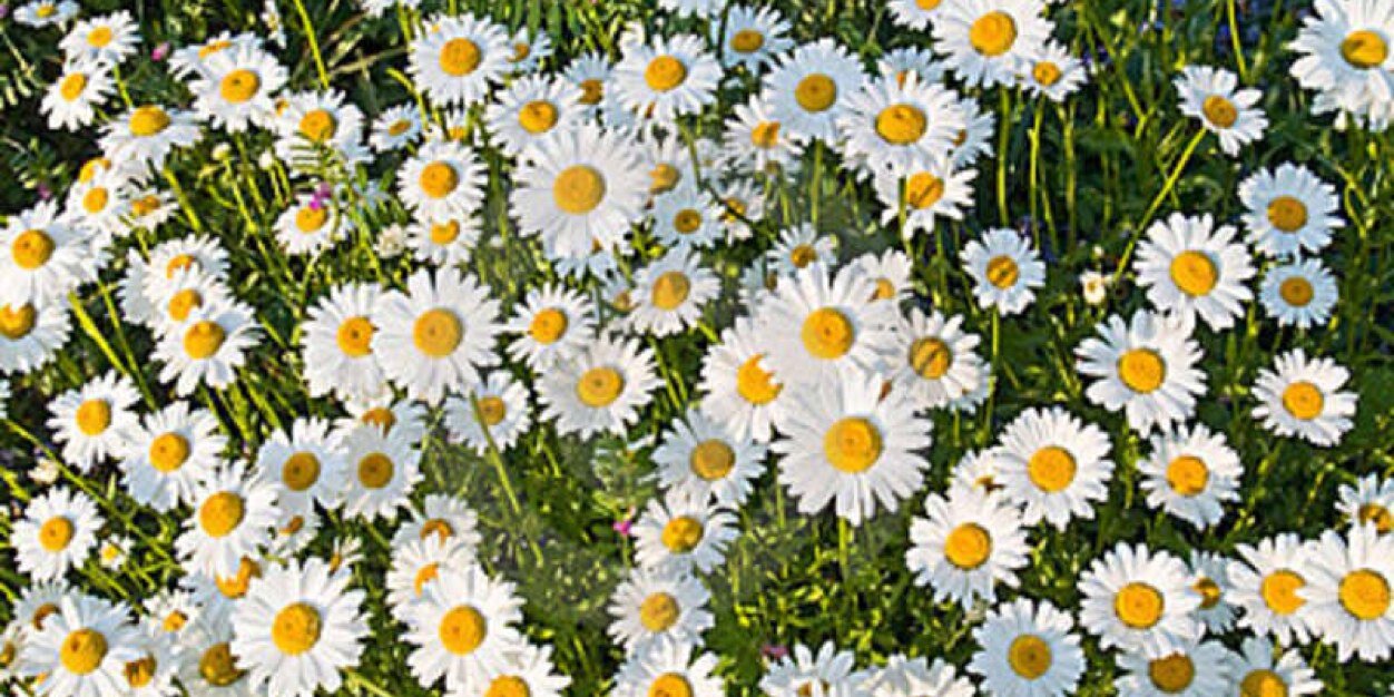 AliEooop's profile banner image