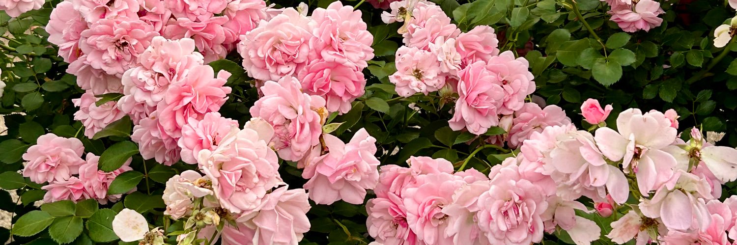 fionajanuarina's profile banner image