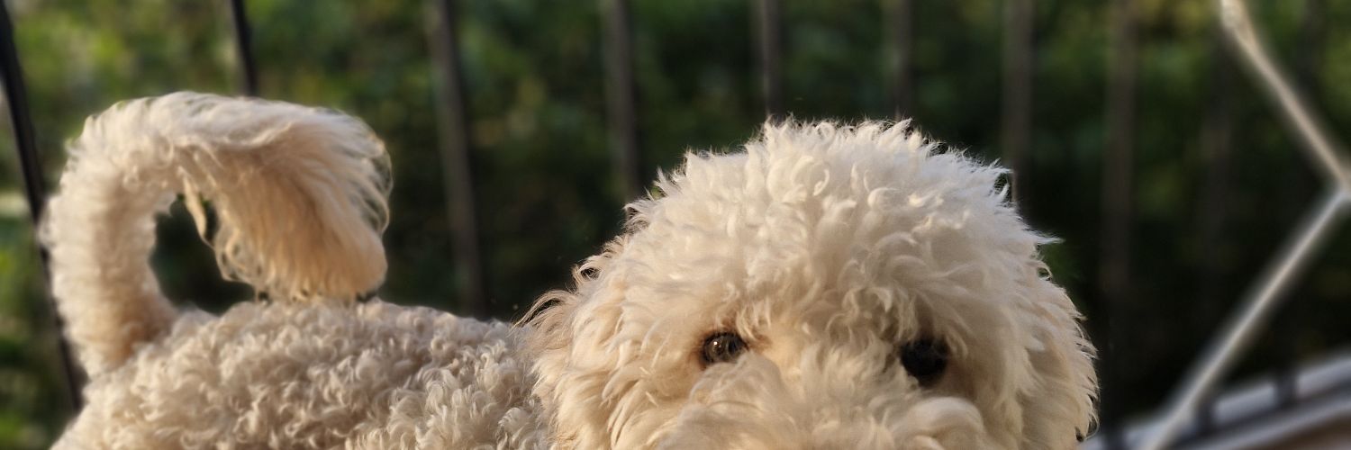 lulxfont's profile banner image