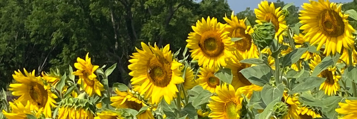 programeval's profile banner image