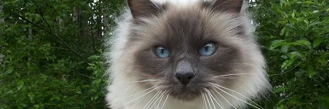 PSokura's profile banner image