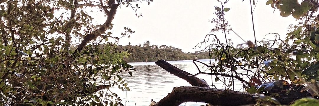 Michelle Rock banner