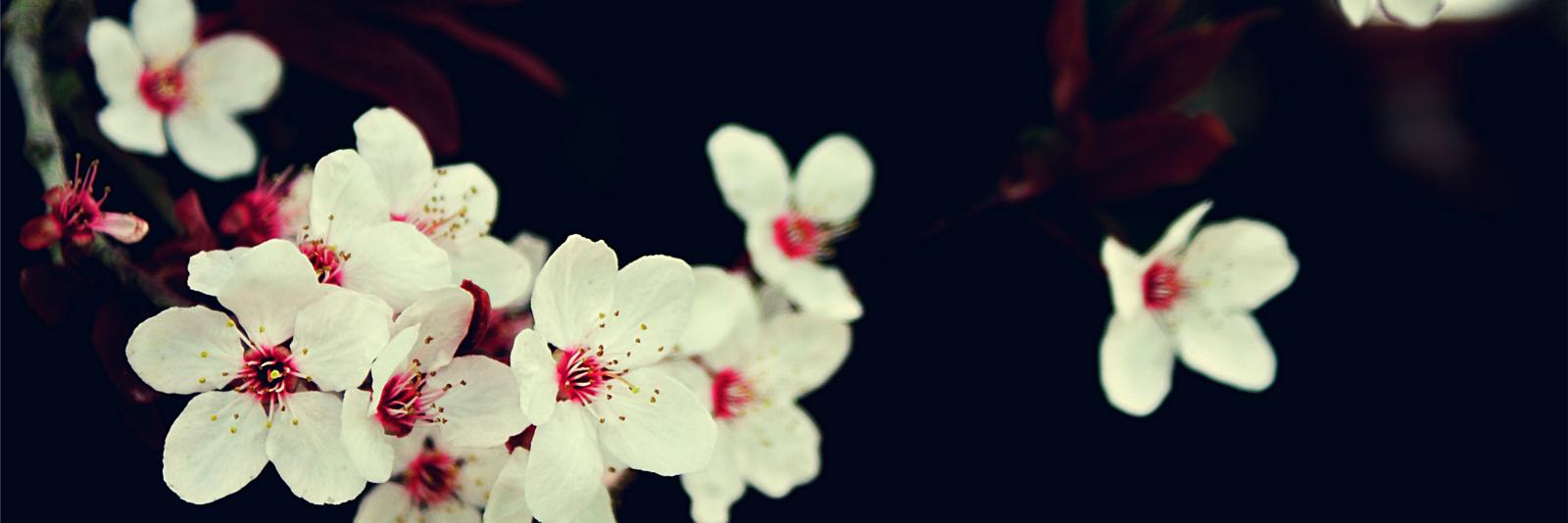 ashley_shultz's profile banner image