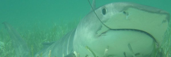 SimonDedman Profile Banner