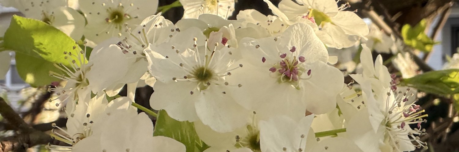 mmallse_'s profile banner image