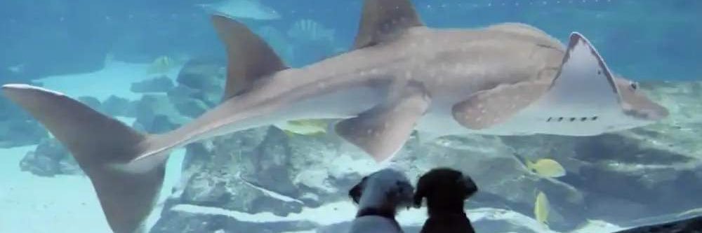 flamenguista raiz banner