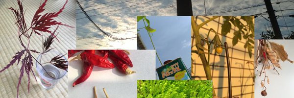 palpub Profile Banner