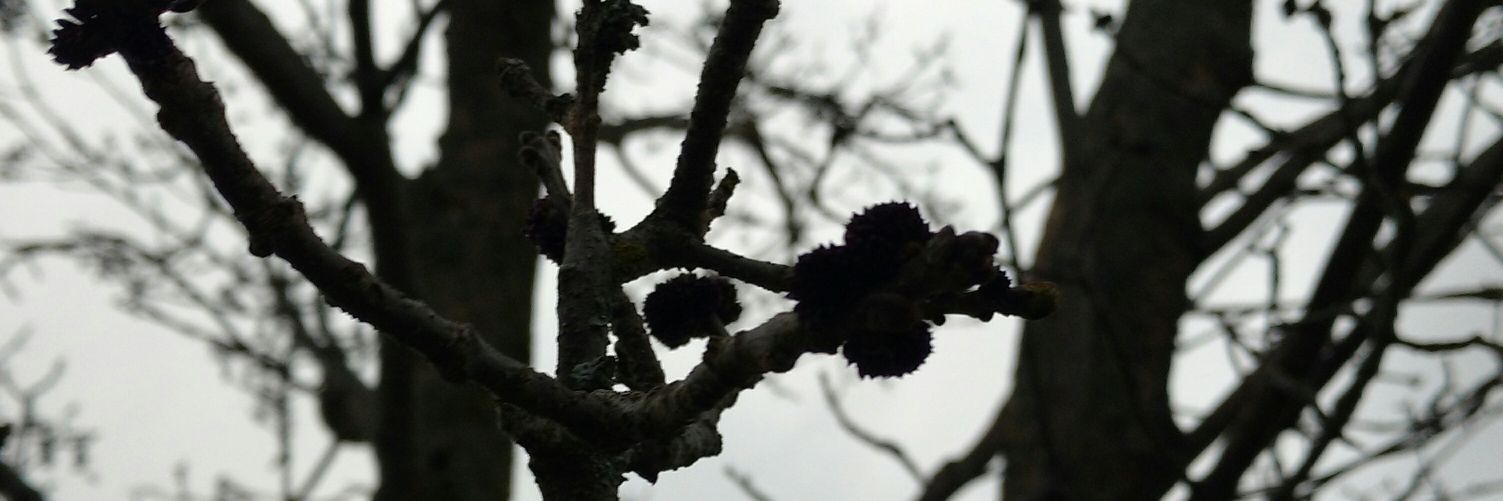 jasmin_hofer's profile banner image
