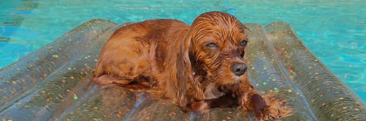 E.L. 🏳️‍🌈 banner