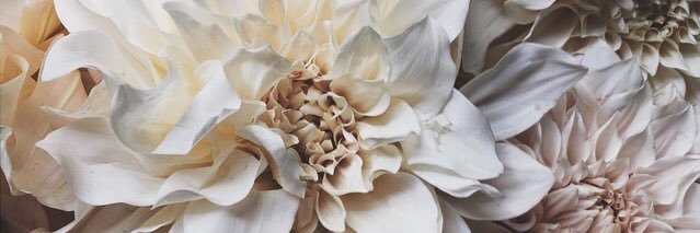 sedoniax's profile banner image