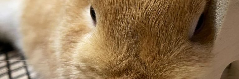 Assistant_ueks's profile banner image