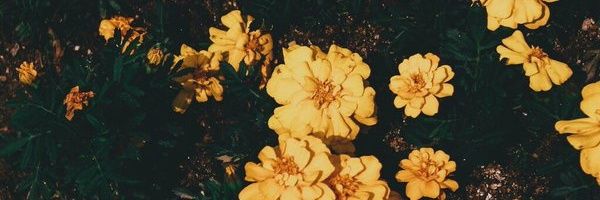 kinfolkmuke's profile banner image