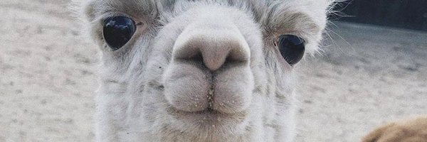 scratchskier Profile Banner