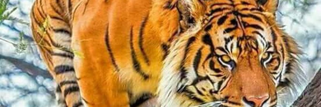 TIGERMAN VinceB 🏈🏆🏆🏆🐯 Christ is KING!!! banner