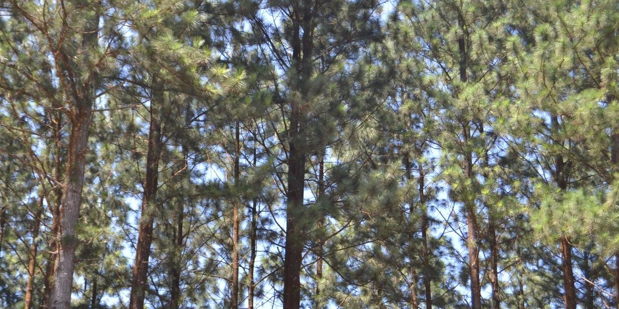 Nuttypooh's profile banner image