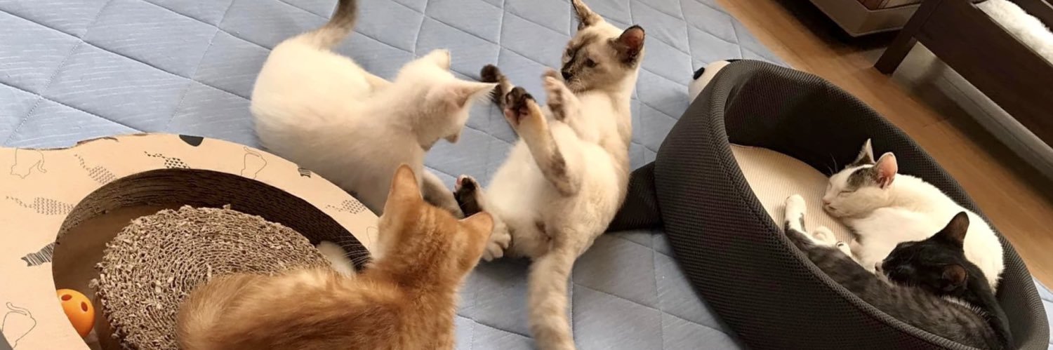 保護猫カフェうたたね banner