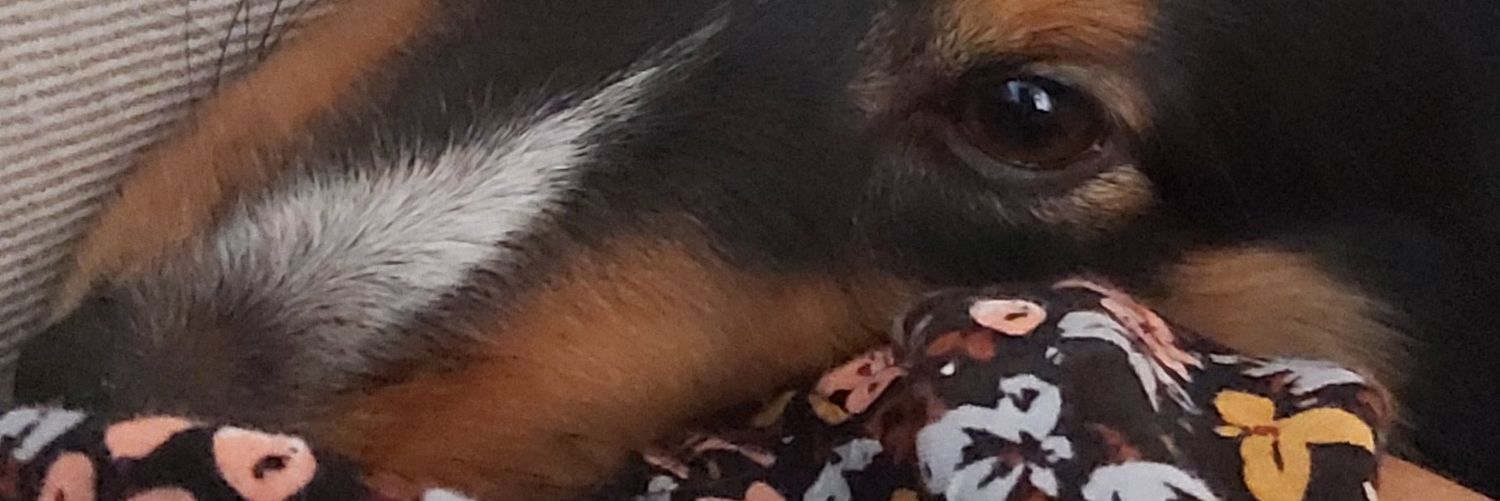 Yaga ∝ 🇵🇱 🇺🇦 🇪🇺 banner