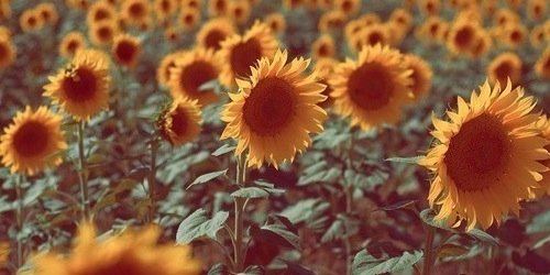 EmberWilliams_'s profile banner image
