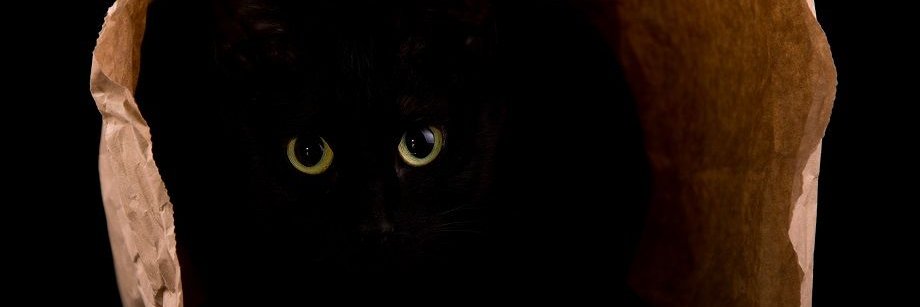 realspacecatto's profile banner image