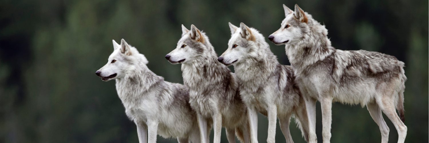 theVoiceofDes's profile banner image