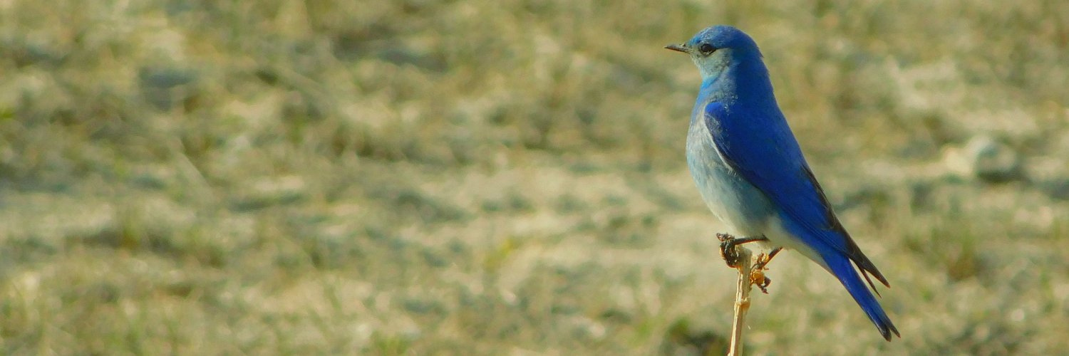 VollBird 🇺🇸 banner