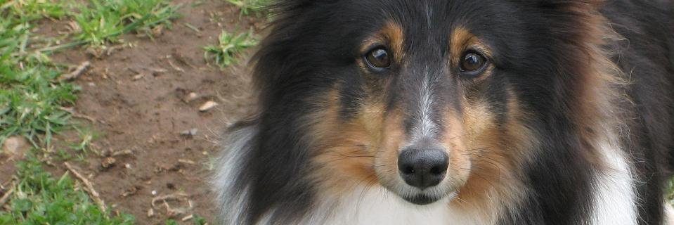 woofrobyn's profile banner image