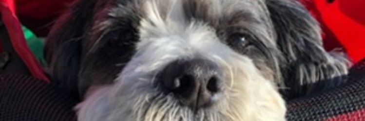 lizzylu65's profile banner image