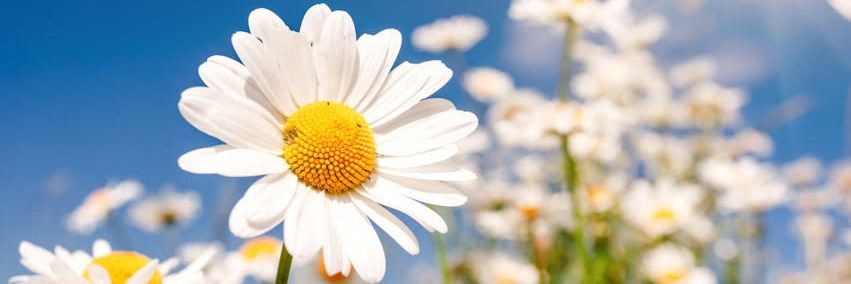 serenaykoruk's profile banner image