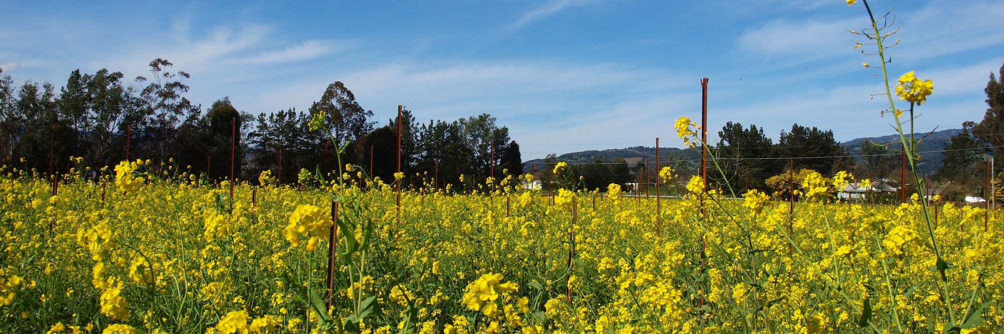 Rue Sonoma banner