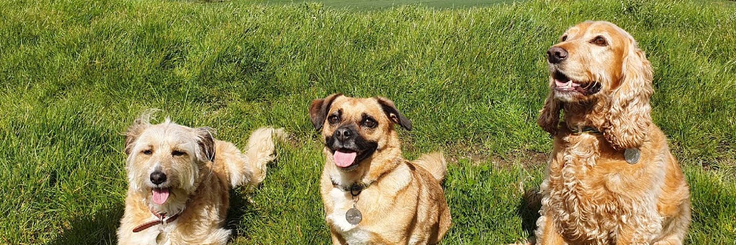 Michael Shorey banner