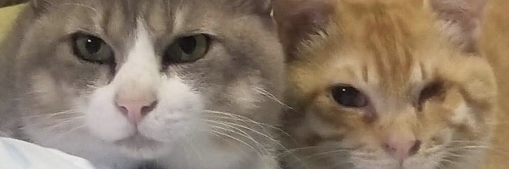 my_ginchan's profile banner image