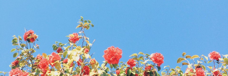 AMaleficent's profile banner image