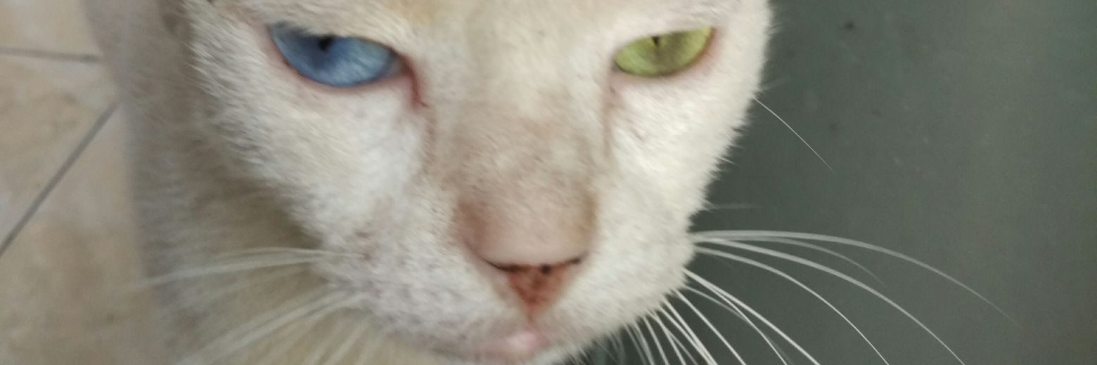 Beng_Setiono's profile banner image