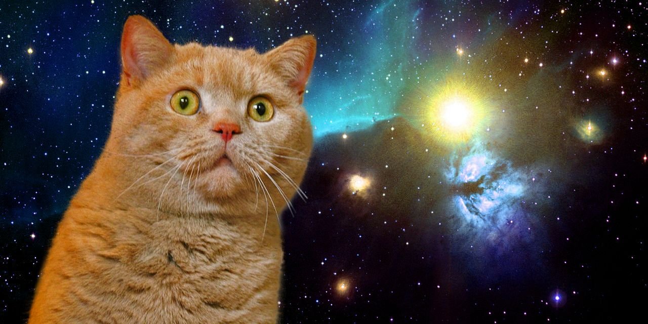 Manu Pata de Gato banner