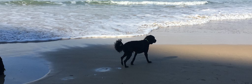 billythecavapoo's profile banner image