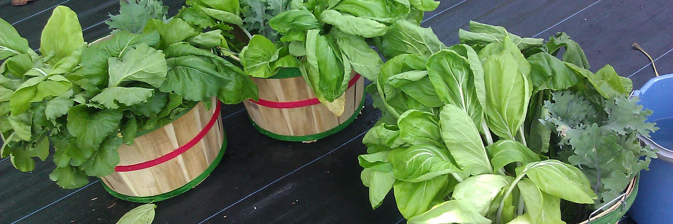 FlagVillageFarm's profile banner image