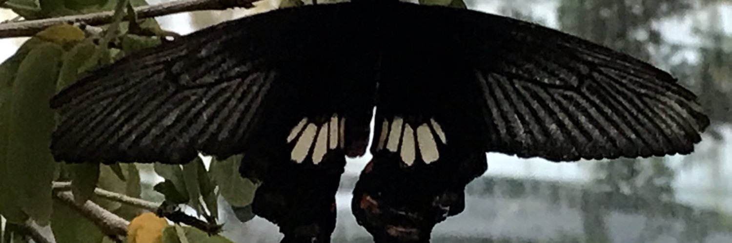 HerbertConsult's profile banner image