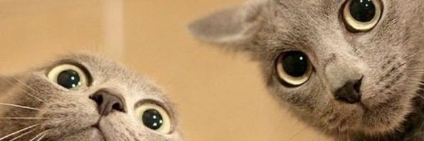 kucingasm's profile banner image