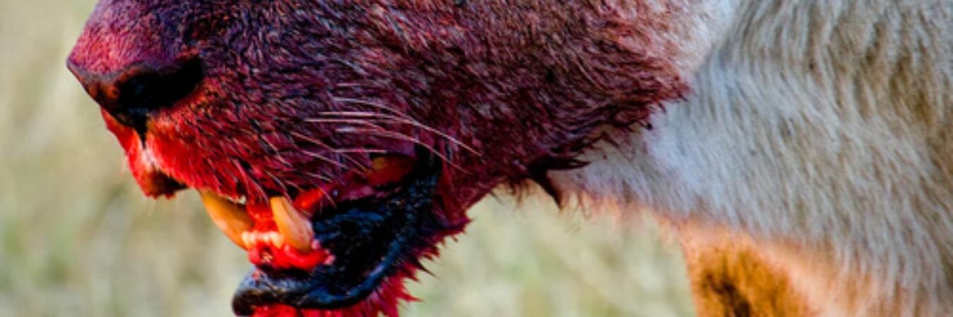 Laila Em || Art || Smol Birbs banner